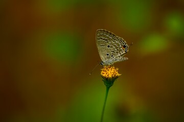  Plains cupid butterfly pollinating in summer forest. A close-up of the plains Cupid butterfly (Luthrodes pandava) delicately pollinating a flower in a lush summer forest.