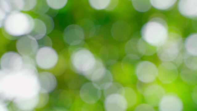 Beautiful green background with shimmering highlights. Blurred summer abstract background. Relaxing wallpapers