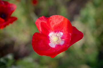 Fototapeta premium 꽃