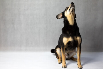 Portrait of sad dog on a white background. Sad and worried mongrel dog on a floor. Sad looking black dog sitting isolated on a white background. Sick or unhappy dog