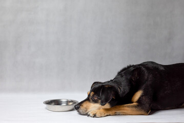 A hungry dog is lying next to an empty bowl. Sad black dog with an empty bowl. Dog with sad eyes waiting for feeding. Old mongrel dog lying near empty bowl in white background.
