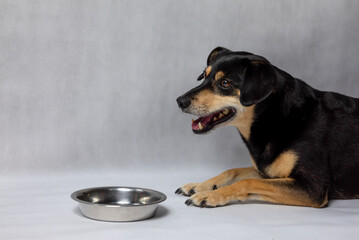 A hungry dog is lying next to an empty bowl. Sad black dog with an empty bowl. Dog with sad eyes waiting for feeding. Old mongrel dog lying near empty bowl in white background.