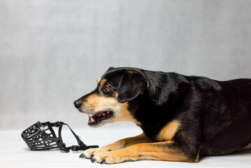 The crossbreed dog looks at the muzzle and is afraid. The dog does not like to wear a muzzle. Dog with a muzzle. Why a muzzle. Black dog on a white background next to the lamp. 
