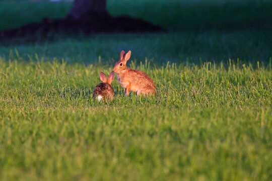 Couple of wild rabbits standing on the green grass in the park