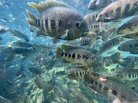 Flock of Spotted tilapia fish in the tranquil underwater