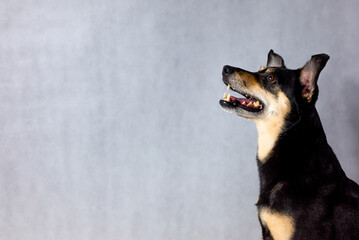 Black crossbreed dog portrait on a white background. Close-up of amongrel dog looking at the camera, isolated on white. Happy mixed breed dog in front of a white background. 