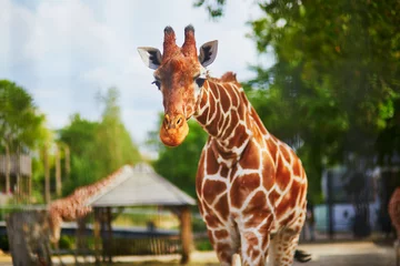 Fotobehang Giraffe walking outdoors on zoo © Ekaterina Pokrovsky