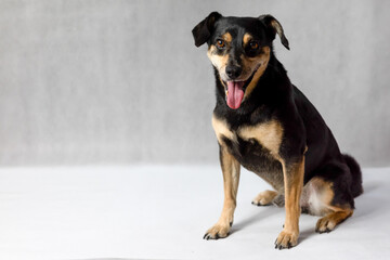 Black crossbreed dog portrait on a white background. Close-up of amongrel dog looking at the camera, isolated on white. Happy mixed breed dog in front of a white background. 