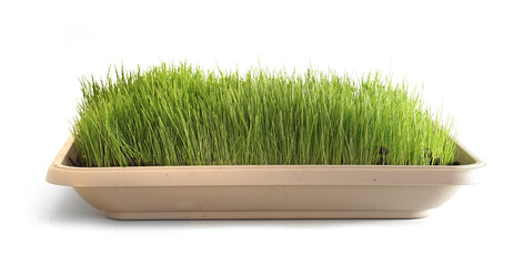 indoor gardening lawn seeding green grass