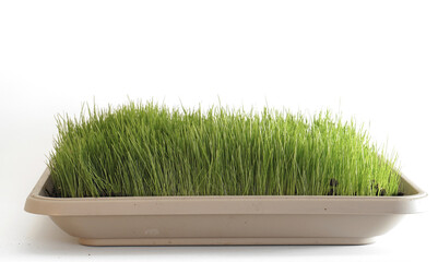 indoor gardening lawn seeding green grass