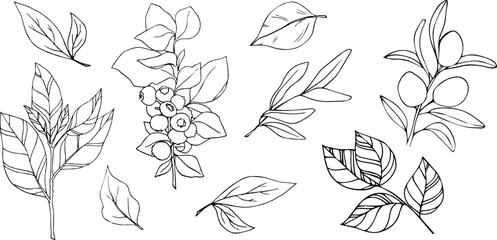 Branches set. Ink. Blueberry. Olives. Blueberry branch. Olive branch. Leaves. Silhouette. Set of elements for decor. Botany. Leaves set. Line art. Harvest. Tattoo.