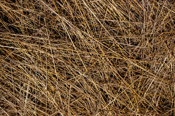 The straw lies on the ground, top view. Chaotically scattered stems of cut crops in the sun. Thatch grass on a sunny day.