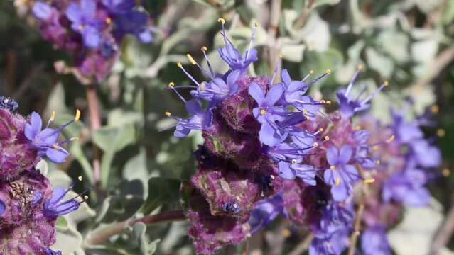 Blue flowering axillaterminal determinate cymose head inflorescences of Salvia Dorrii, Lamiaceae, native monoclinous deciduous shrub in the Western Mojave Desert, Springtime.