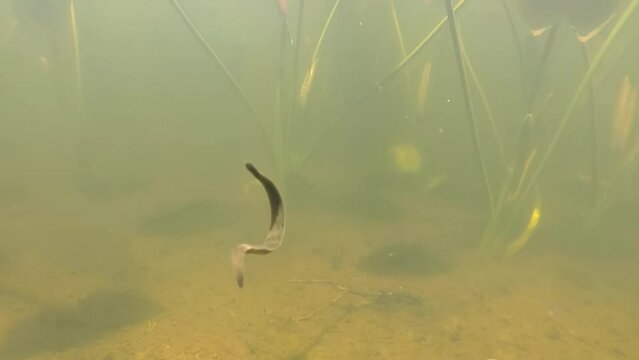 A leech swims toward camera between Plants
Underwater shot from North America, 2022
