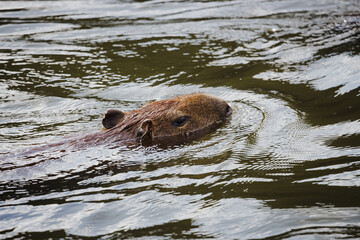 Fototapeta premium Capybara swimming