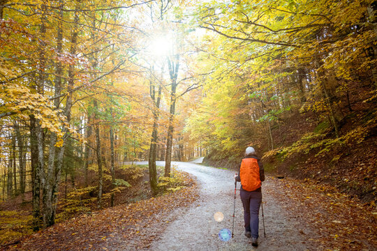 Woman walking in the forest in autumn. Parco Nazionale delle Foreste Casentinesi, Monte Falterona e Campigna - Tuscany, Italy