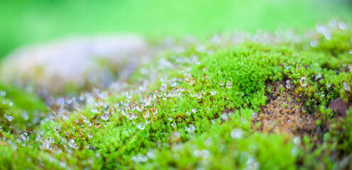 Obraz premium green grass background