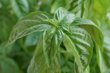 Beautiful background with aromatic herbs - basil