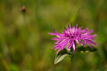 Fototapeta premium Wild flowers - Meadow knapweed; Centaurea nervosa