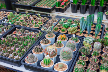 Collection of various cactus and succulent plants in different pots.  mini cactus next to windows with sun light. Home plant need sunshine to grow.