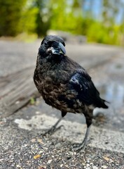 crow on the ground