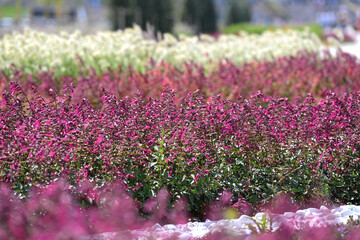 flower, flowers, pink, nature, garden, plant, spring, purple, summer, park, bloom, blossom, field, beauty, color, flora, floral, grass, flowerbed, violet, blooming, red, wild, beautiful, leaf