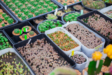 Collection of various cactus and succulent plants in different pots.  mini cactus next to windows with sun light. Home plant need sunshine to grow.