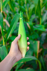 Farmer's hand holding corn in the garden. Spot focus image of corn cobs in organic corn plots.