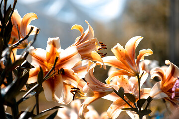 Beautiful Lily flower on sunlight in the garden. Lilium longiflorum flowers in the garden. Background texture plant fire lily with orange buds. Image plant blooming orange tropical flower tiger lily.
