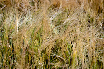 Spikelets of wheat close-up in a field in the evening. Golden spikelets on agricultural land. A mature wheat is close-up.