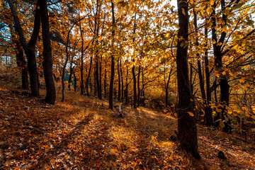 Autumn landscape, colorful autumn nature in nice sunny weather at sunset. Autumn oak forest.