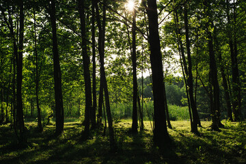 Fototapeta na wymiar Forest sunlight backgruound. Outdoor wallpaper. Vibrant color green nature. Swamp landscape. Sunset in woods. Scenic view in Poland. Beautiful park sunrise. National Park protects environment.