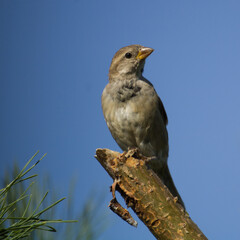 House Sparrow female. Passer Domesticus. House sparrow perched on tree branch, songbird on a pine tree.