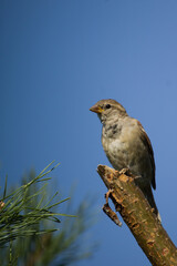 House Sparrow female. Passer Domesticus. House sparrow perched on tree branch, songbird on a pine tree.