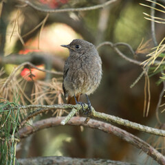 Black redstart. Phoenicurus ochruros. Black redstart siting on a pine tree. Wildlife photography.