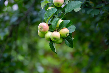Fresh apples on a apple tree. Time to pick the apples for harvesting purposes.