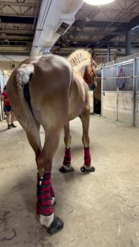 Rear view of a Beautiful Thoroughbred Horse with Braided Mane and Tail. She is wearing black and red compression socks and is acting shy.