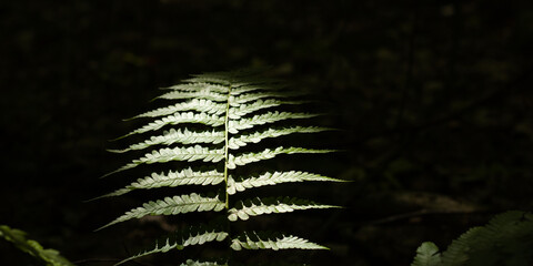 Fern, Undergrowth, green fern on clearing with light in the forest, ground vegetation.