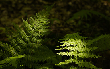 Fern in a forest, Undergrowth, green fern on clearing with light in the forest, ground vegetation.