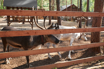 also known as spotted deer, chital deer, and axis deer, is a deer species native to the Indian...
