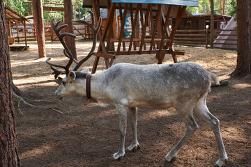 also known as spotted deer, chital deer, and axis deer, is a deer species native to the Indian...