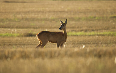 Roe deer, Capreolus capreolus. Majestic roe deer on the fields in a morning.
