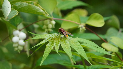 spider on leaf
