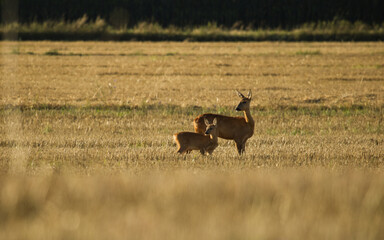Roe deer, Capreolus capreolus. Roe in a summer on the fields