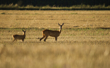 Naklejka premium Roe deer, Capreolus capreolus. Majestic roe deer on the fields in a morning.