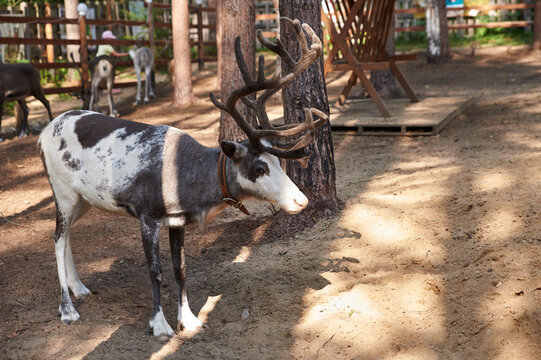 also known as spotted deer, chital deer, and axis deer, is a deer species native to the Indian subcontinent. this photo was taken from zoo