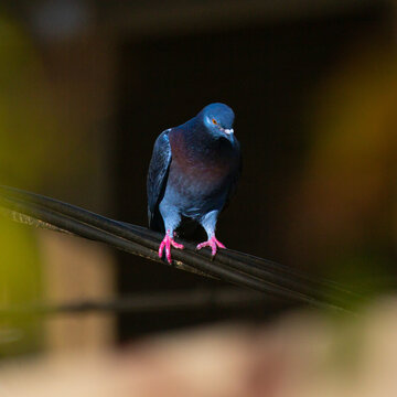 Blue Pigeon On A Fence