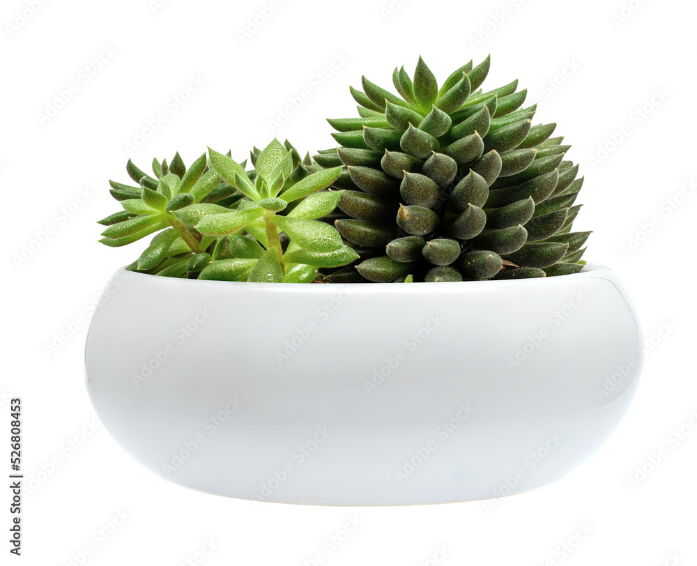 Wall mural Succulent plant