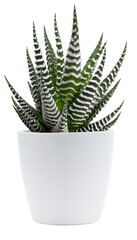 Zebra plant
