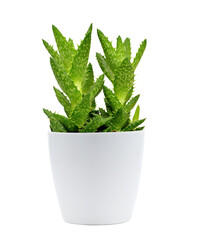Succulent plant